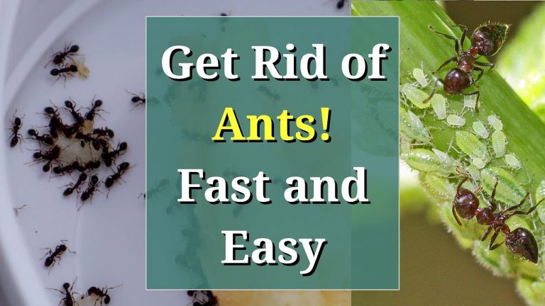 How to Get Rid of Ants: Tips and Techniques